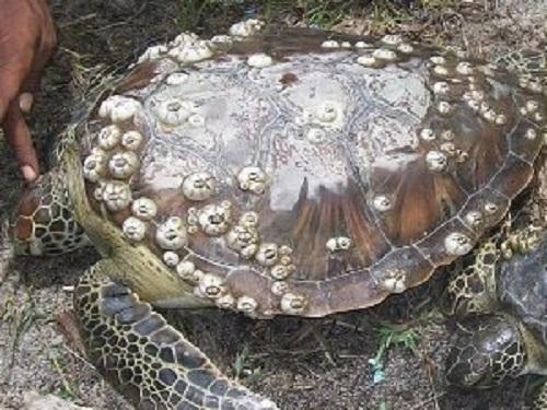 Turtle with barnacles.