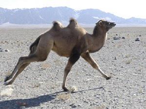 A Wild Bactrian Camel Run in Western Lopnur Desert in Jan 2008.