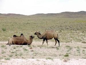 Wild Bactrian Camels Enjoy More Wild Plants inside Lopnur Desert Without the Competition of Raised Sheep for Forage.