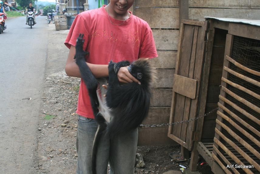Javan surili, captured as pets from forest surrounding the village.