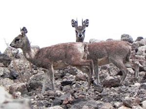 Other locally threatened species in the project site- Klipspringer (male and female).
