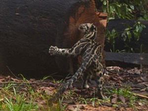 Clouded Leopard from Wehea.