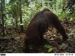 Orangutan in Wehea Forest.