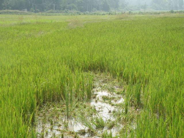 A paddy field damaged by an elephant.