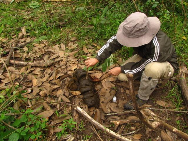 Elephant dung sample collection to determine elephant diet.