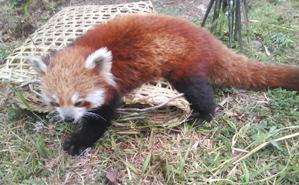 Red panda captured by villagers in Lelep VDC.