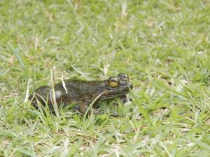 Rare photo of the Togo slippery frog, Volta region, Ghana. ©Caleb.