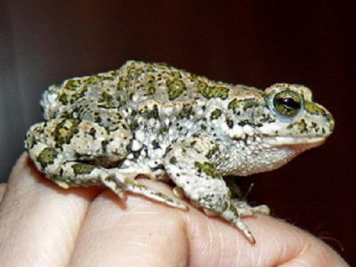Bufo baturae – a triploid toad species inhabiting Pamir Mountains.