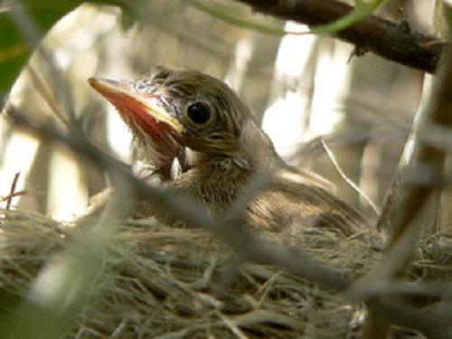 A young Large-billed Reed Warbler (Acrocephalus orinus) in the nest.