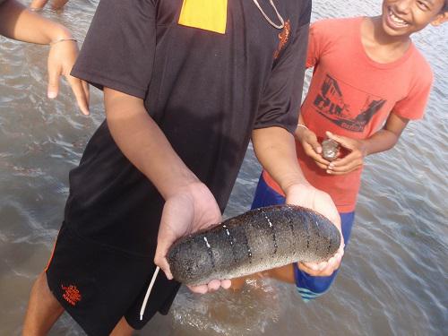 A large sea cucumber, Holothuria scabra, from the protected area at Tha Pa Yoi.