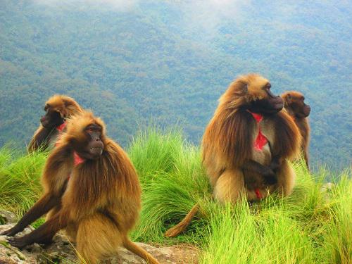 Male geladas of Tikura band at resting after playing.