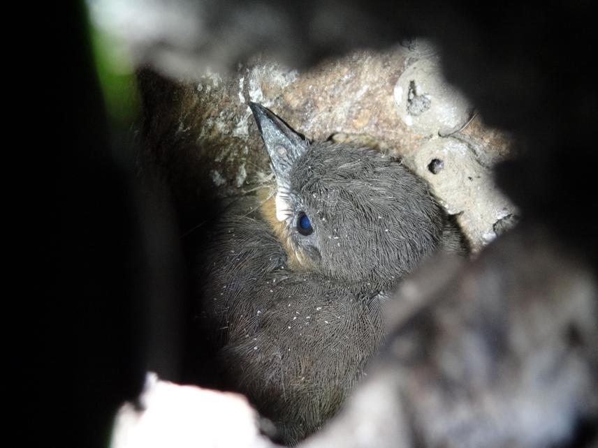 Rufous flycatcher nestling in trunk cavity one day before going out of the nest.