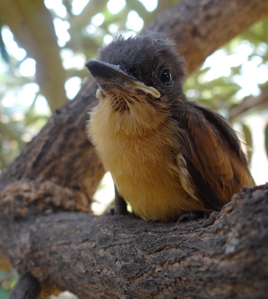 Rufous flycatcher on his first day out of the nest.