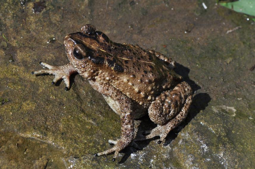 New discovery, a new species of torrent toad Duttaphrynus chandai.
