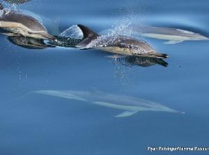Common Dolphins at False Bay.