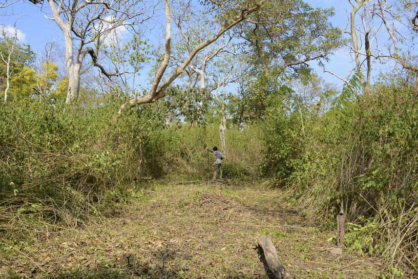 Firebreak being cleared around one of the Restoration plots overgrown by Lantana after 12 months of no weeding.
