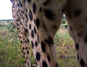 Cheetah scent marking camera trap.
