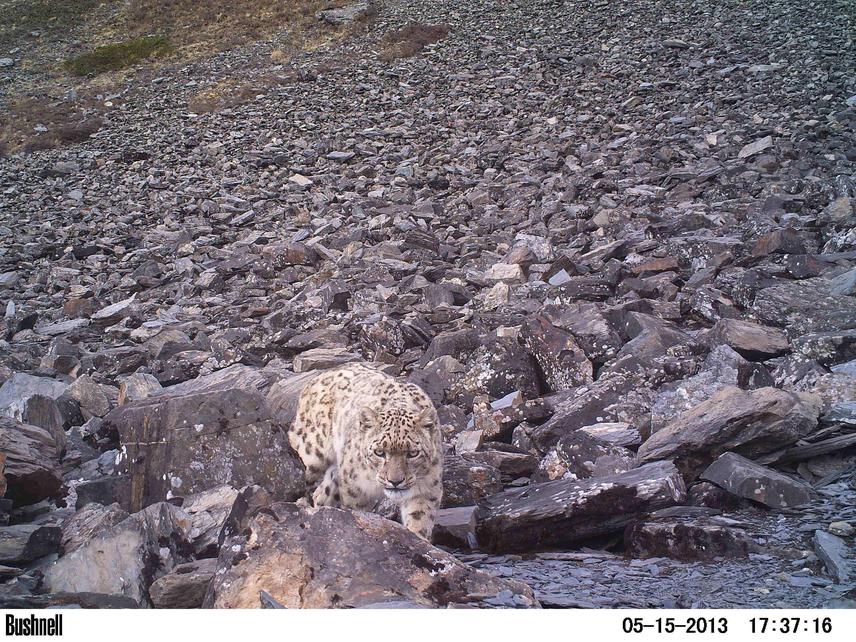 Snow leopard. ©SLC/NTNC-ACAP.