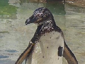 Juvenile African Penguin in tag attachment trial with dummy transmitter attached to feathers.
