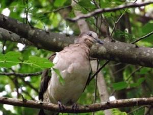 Grenada Dove. © N Bolton.