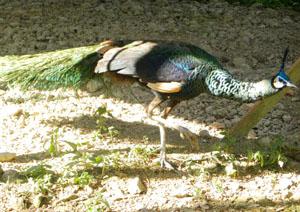 The endangered Green Peafowl.