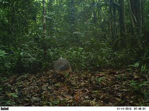 Giant armadillo Priodontes maximus camera trap photo at Uacari Sustainable Development Reserve, Carauari, Amazonas, Brazil.