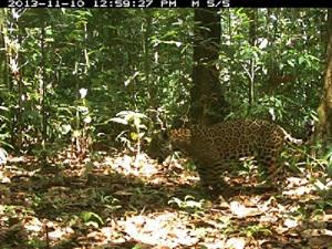 Jaguar Panthera onca captured by a camera trap at Médio Juruá Extractive Reserve, Carauari, Amazonas, Brazil.