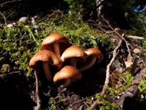 Forest mushroom.