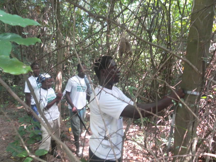 Team members measuring tree DBH.