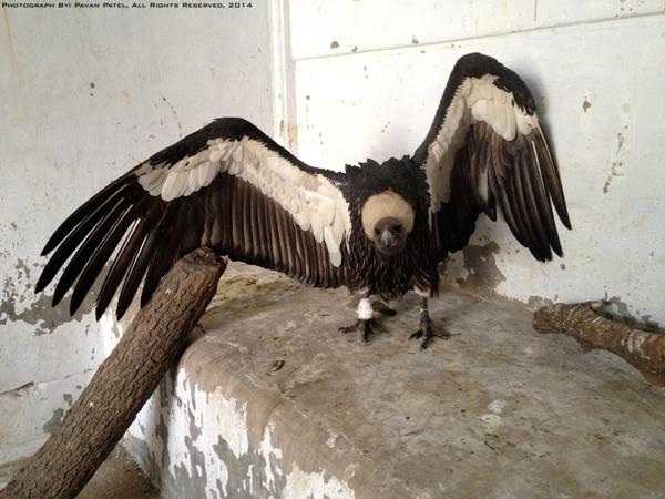 Vulture recovering after treatment of visceral gout.
