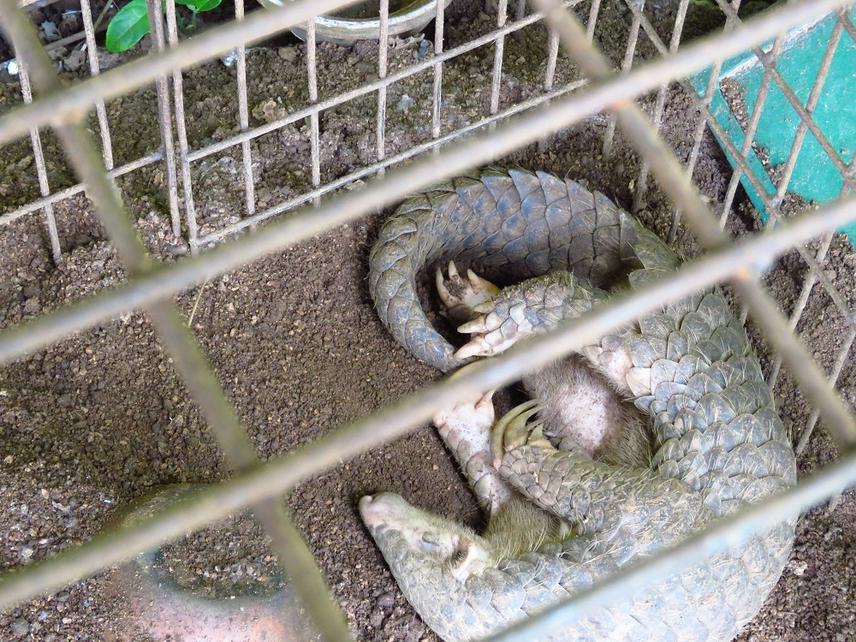 Rescued Chinese pangolin.