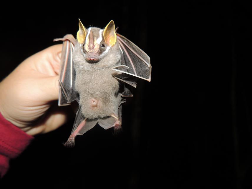 A fruit bat Artibeus gnomus.