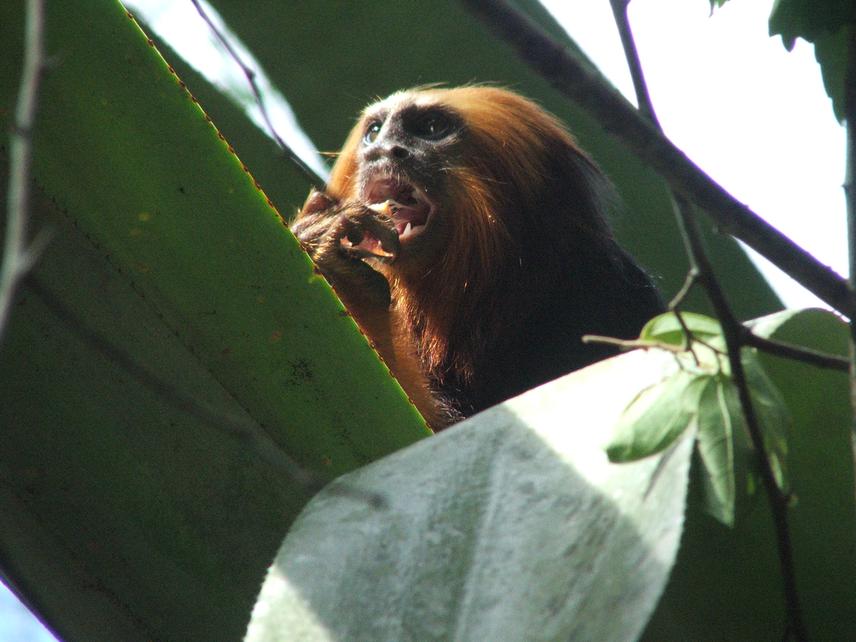 Golden-headed Lion Tamarin, eating fruit of a bromeliad. Bromeliads are essencial resource of fruit, as foraging site for insects and resting place.