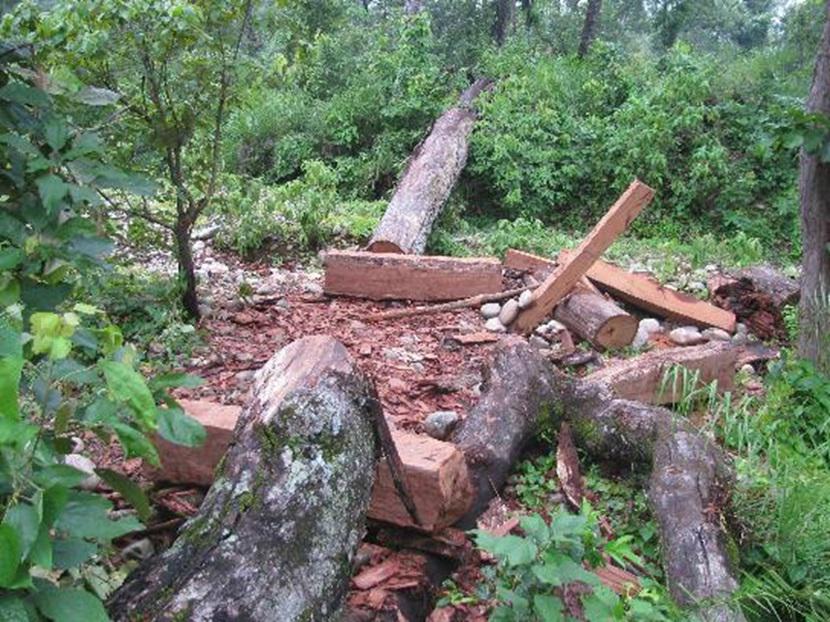 Illegal clear felling of the trees inside the national park. © Banke National Park