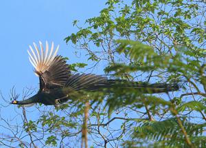 Green Peafowl. © Kyaw Myo Naing.