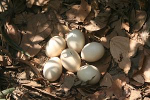 Green Peafowl's egg. © Dr. Thein Aung.