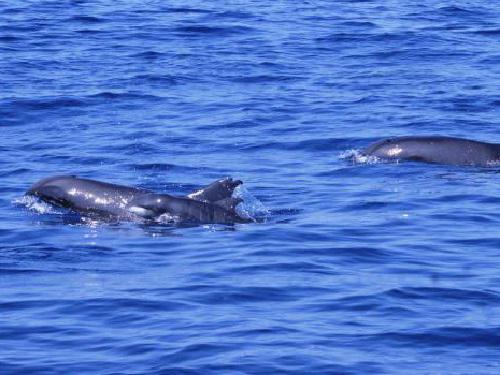 Commonly encountered melon-headed whales in the Babuyan Islands.