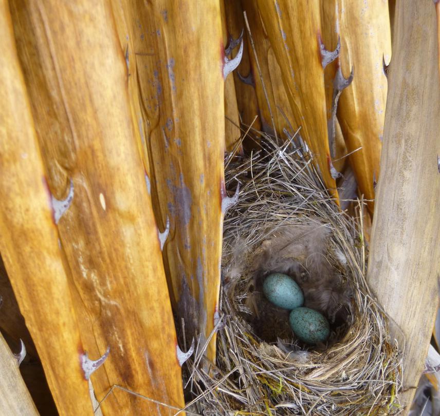 Bird Nest in Puya.