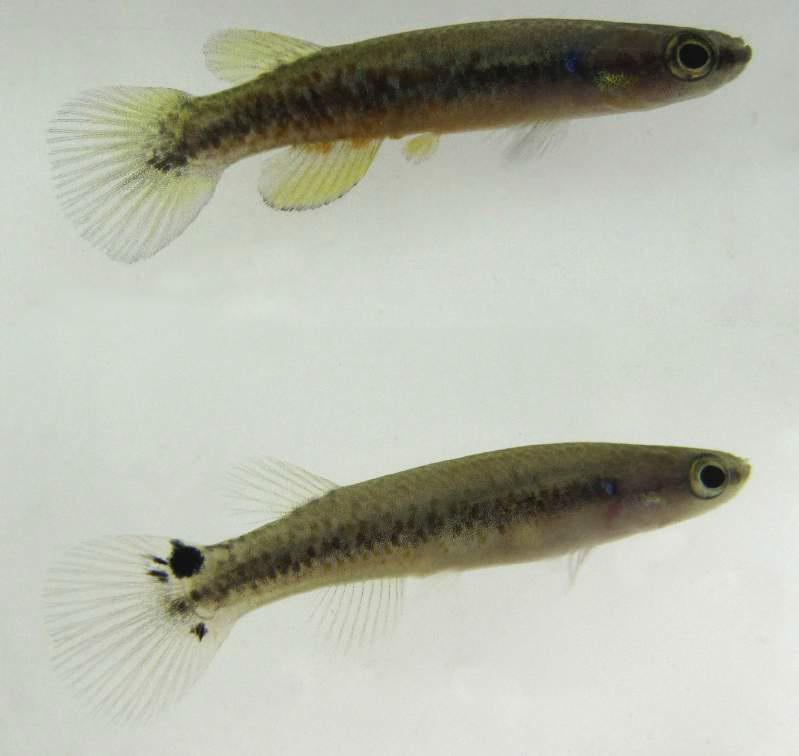 Rivulus berovidesi sp. n., life coloration in males (above) and females (below) in specimens just after collection in the field.