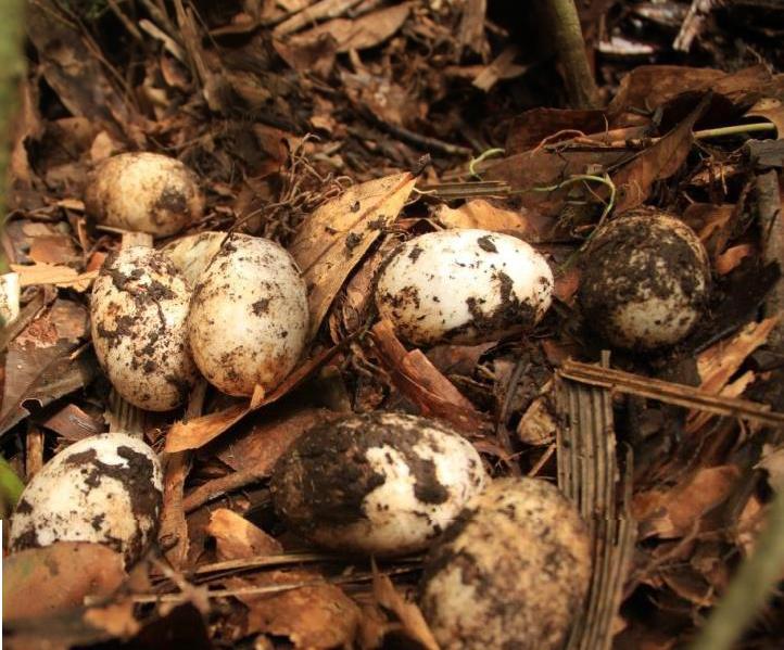 Huevos fértiles de P. trigonatus. Se observa cubierta de barro de termitas en algunos de los huevos. © Raquel Kassalian, 2013.