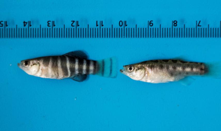 Male (Left) and Female (Right) A. transgrediens.