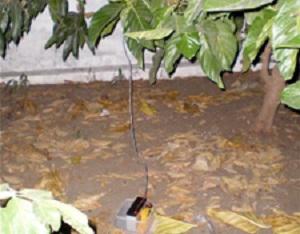 CDC trap during collection at J.J. Olmedo international Airport in Guayaquil.