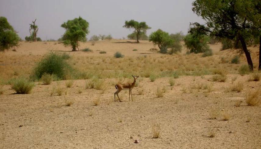 Sumit Dookia - Conservation of Indian Gazelle or Chinkara through Community  Support in Thar Desert of Rajasthan, India II - The Rufford Foundation