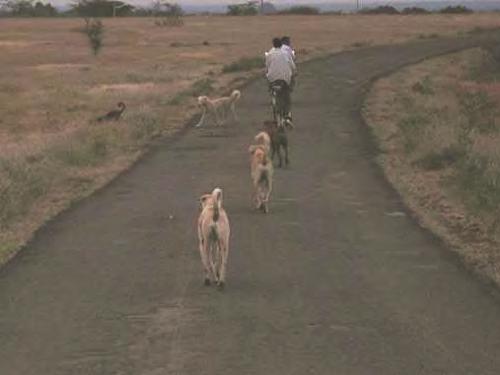 A pack of dogs heads off into the reserve from a village road.