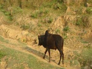 Achhami bullocks moving forward cowshed from pastureland.