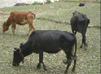 Achhami cattle grazing on pastureland.