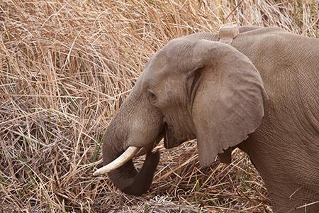 Reintroduced elephants tagged with satellite collars.