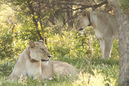 Reintroduced lionesses tagged with satellite collars.