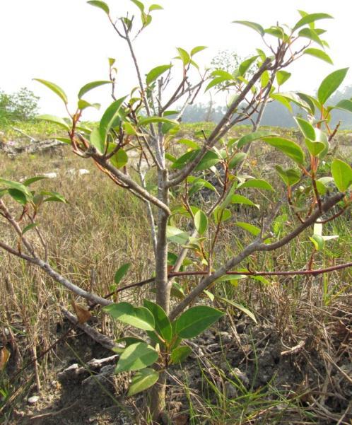 Exoceria saplings which have disappeared from areas where land has subsided.