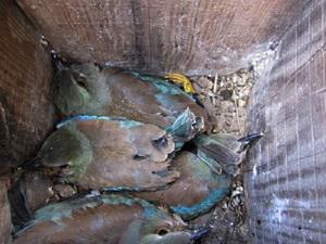 Marked European Roller chicks with coloured rings.